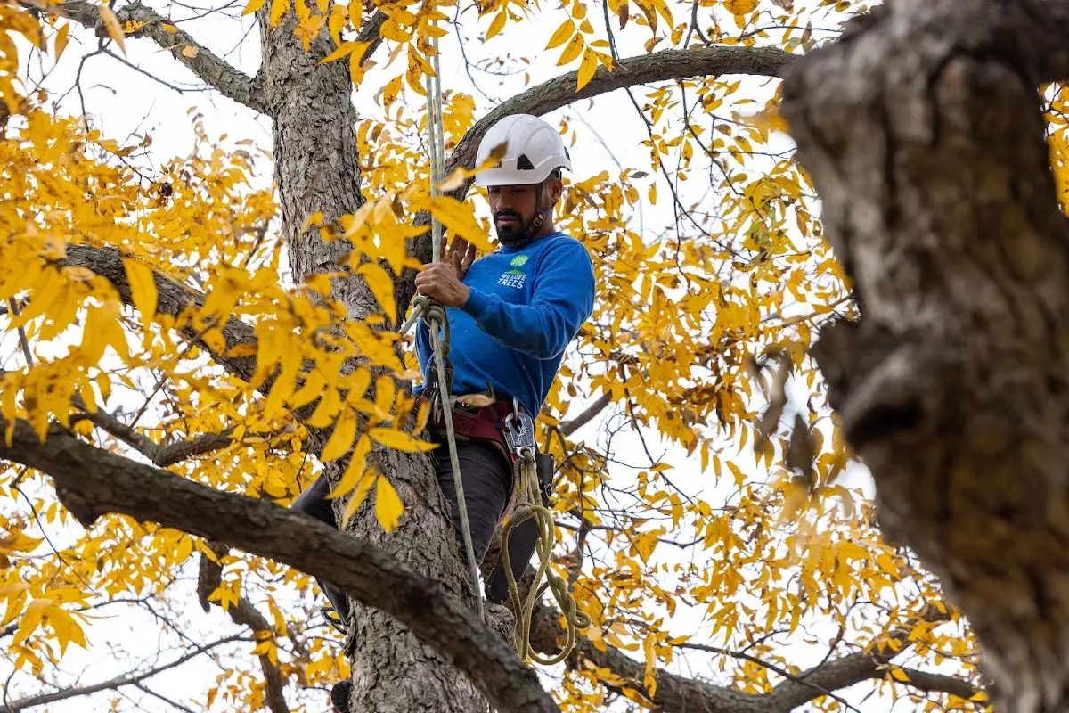 Skilled Tree Transplanting crew working in Chester